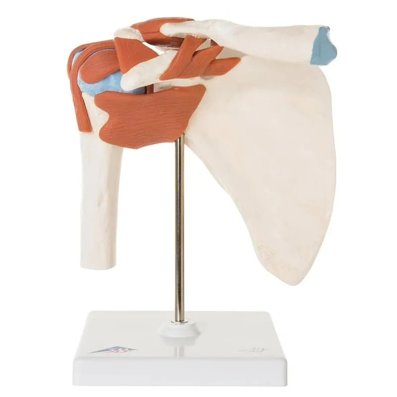 Deluxe Functional Joint Quartet Set