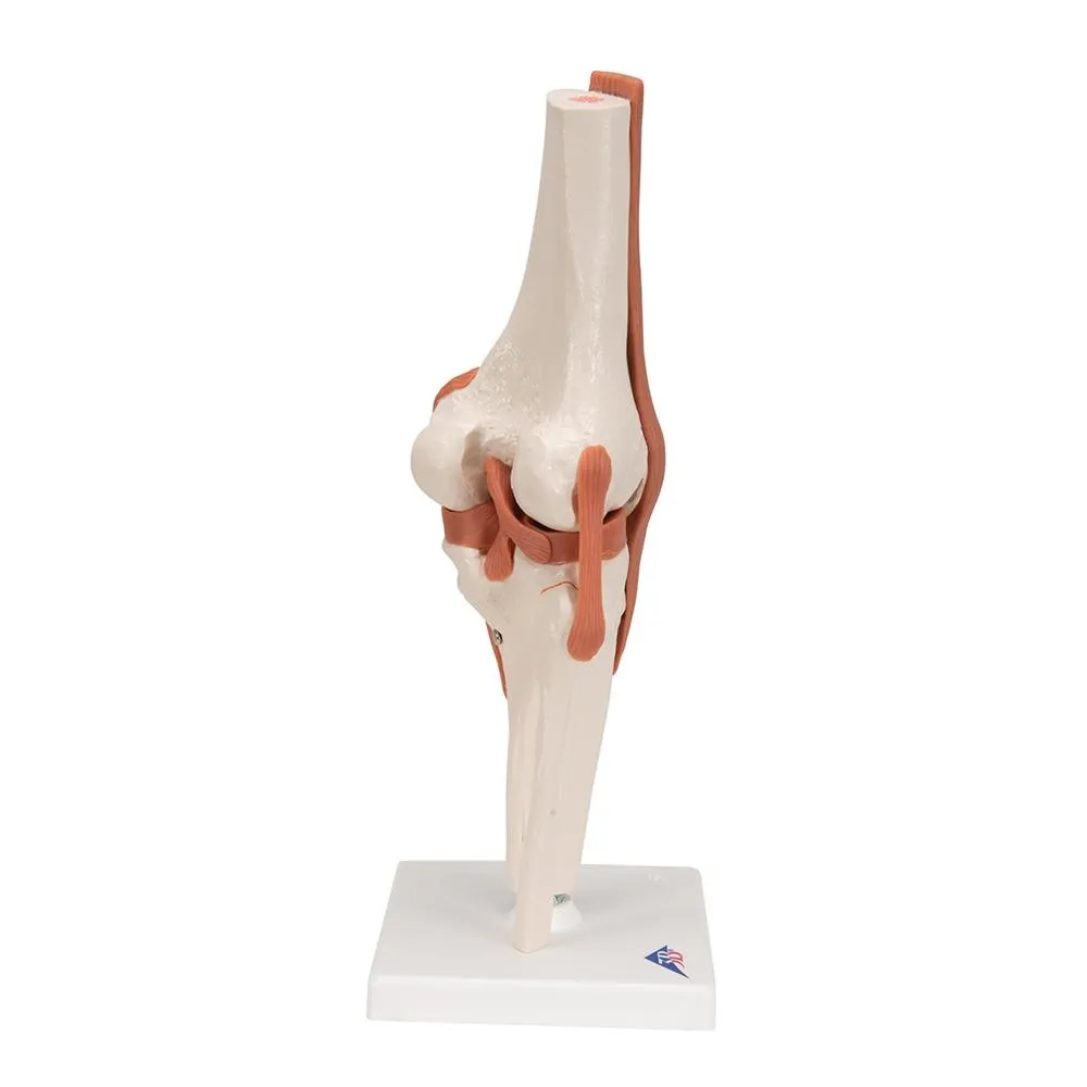 Functional Knee Joint Model