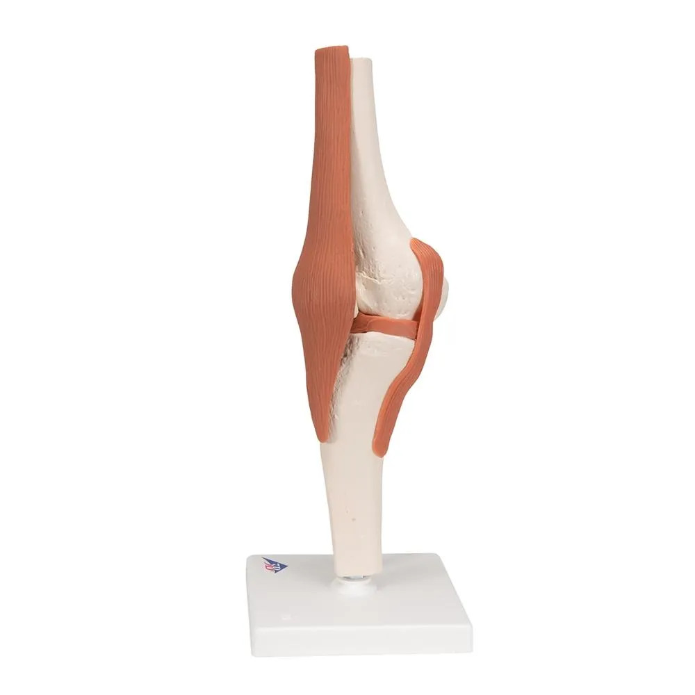Functional Knee Joint Model